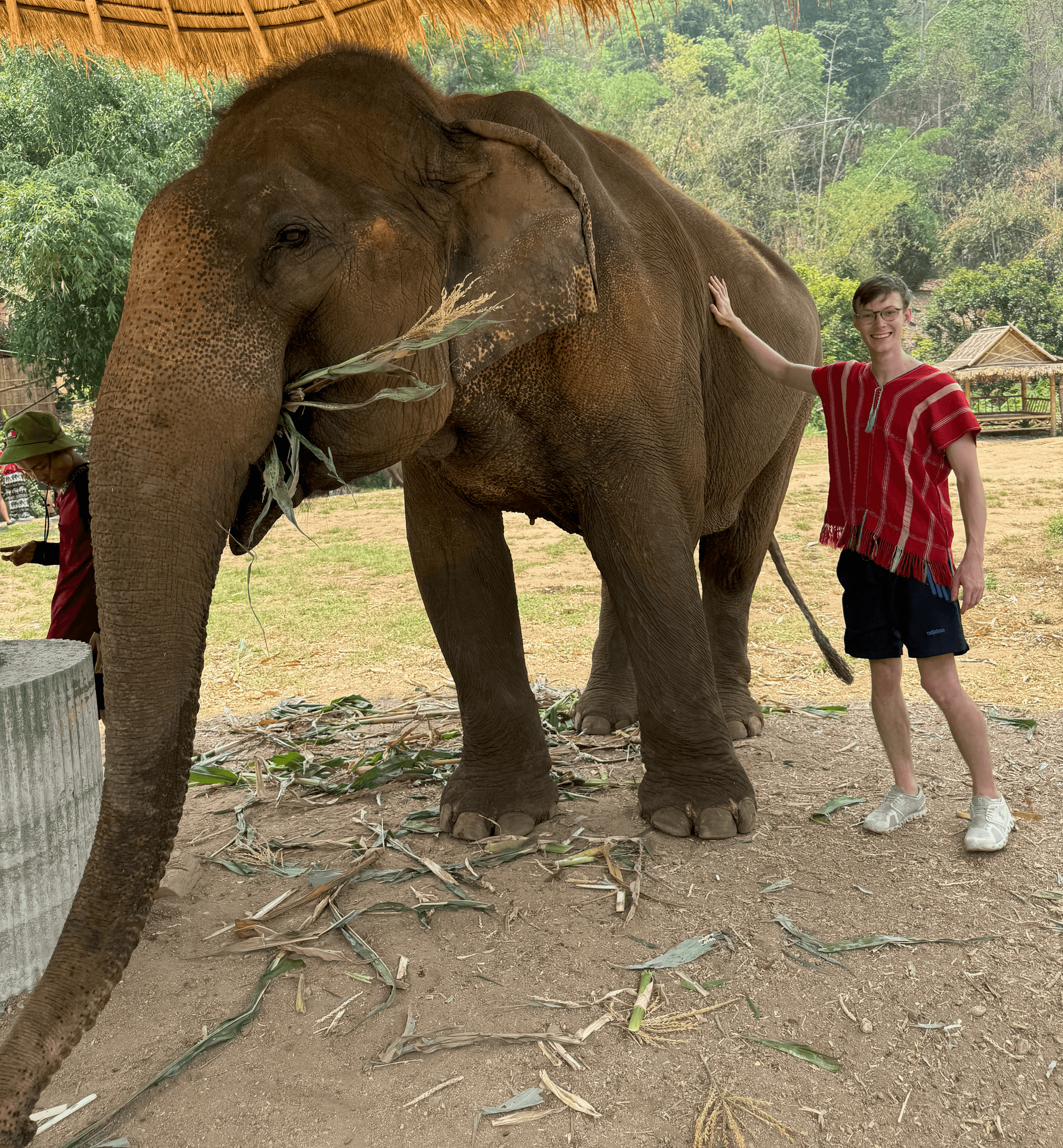 Elephant in sanctuary