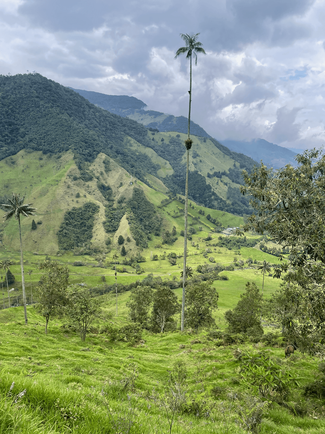 rolling hills palm tree