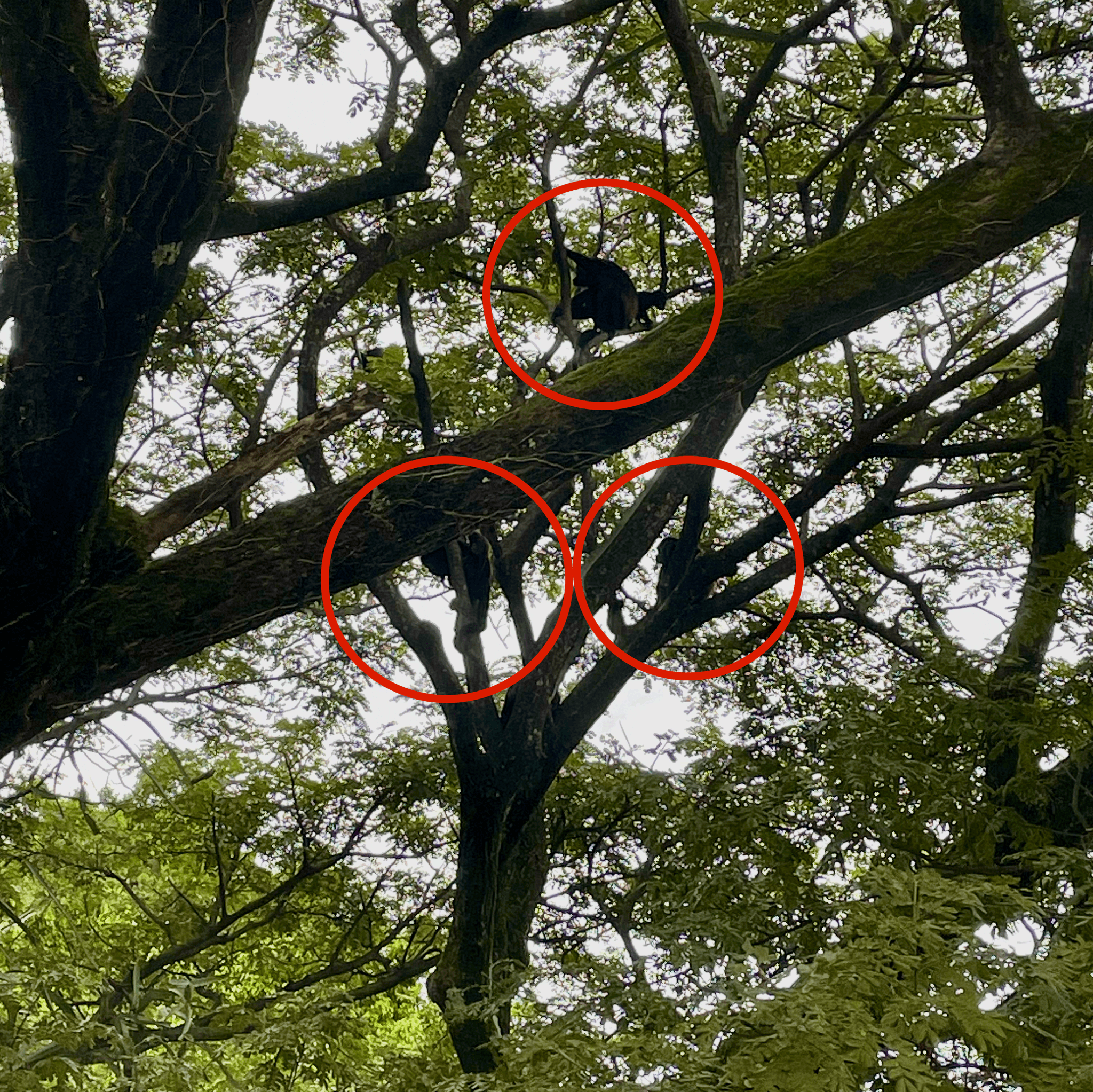 Monkeys in tree