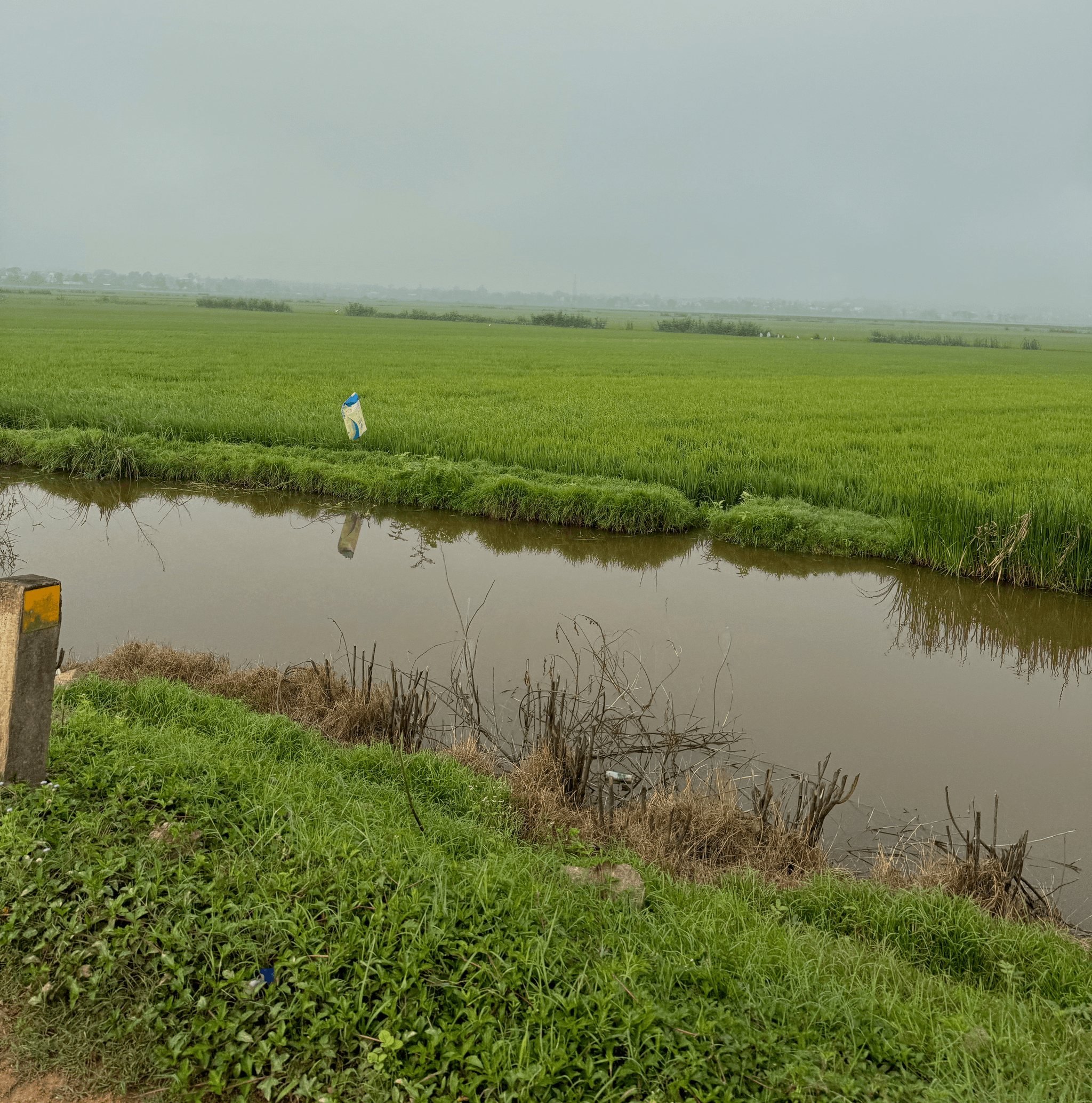 Rice fields