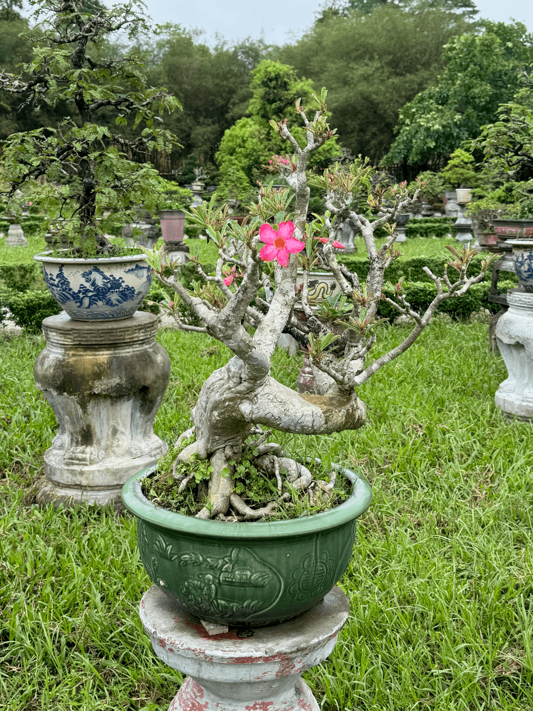 bonsai