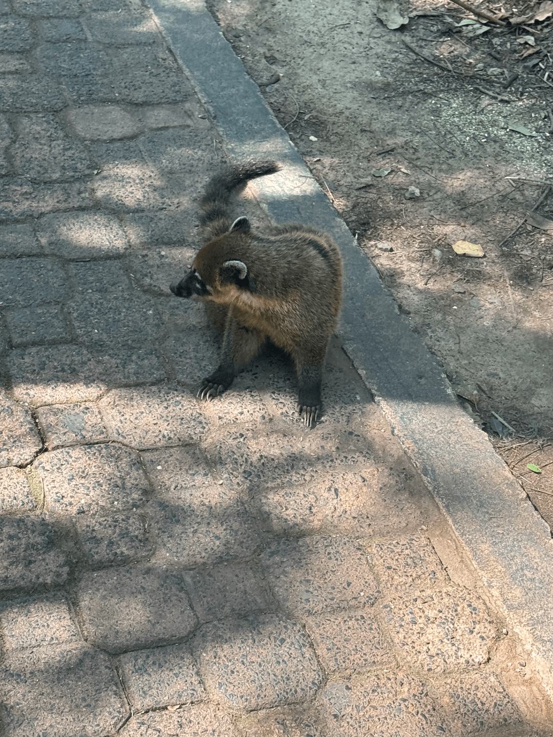 coati