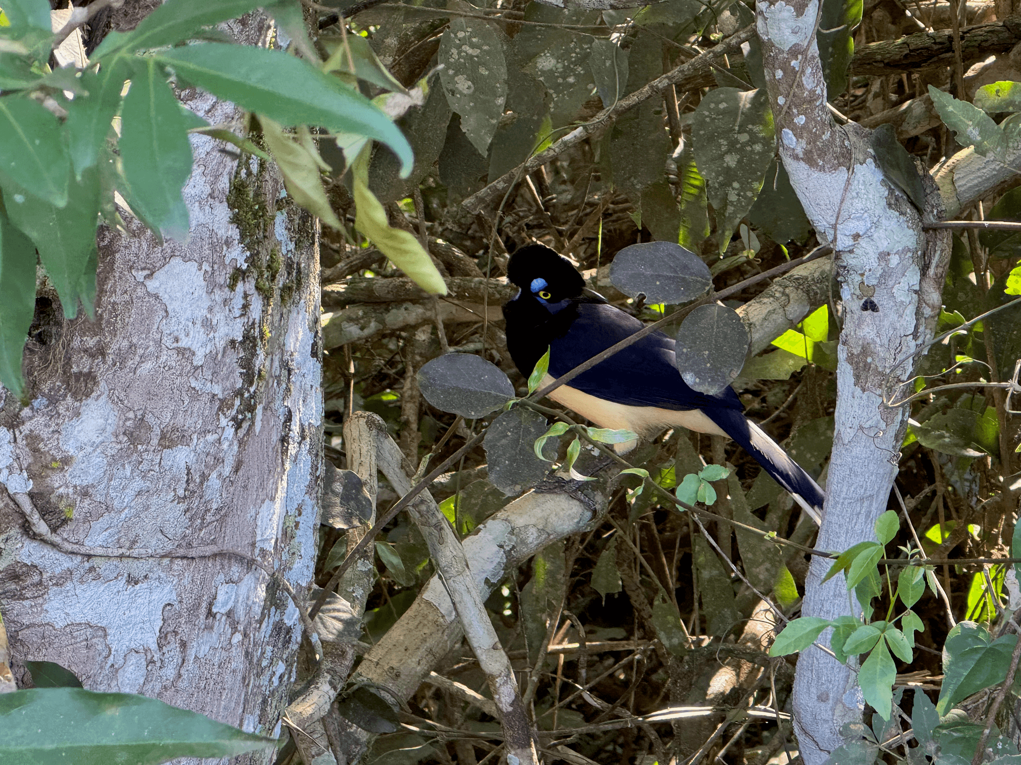 Plush-crested Jay