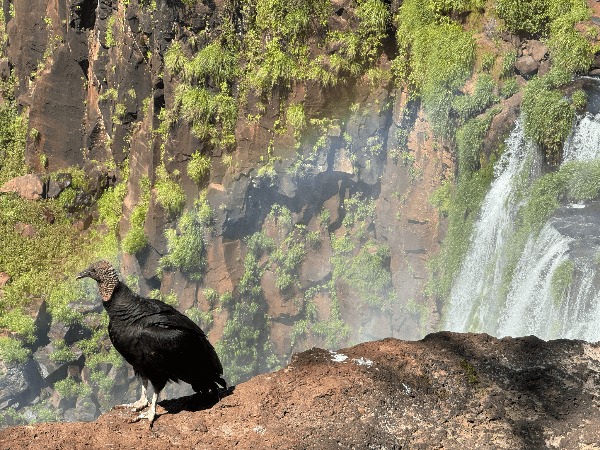 Vultures