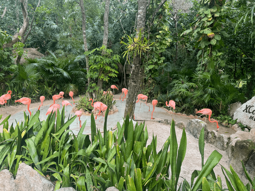 flamingoes