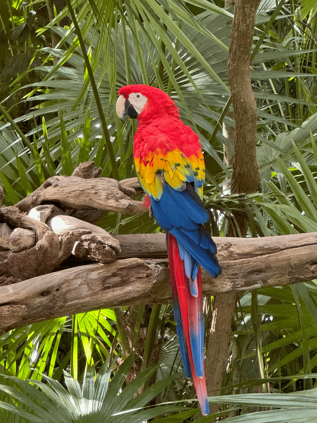 parrot