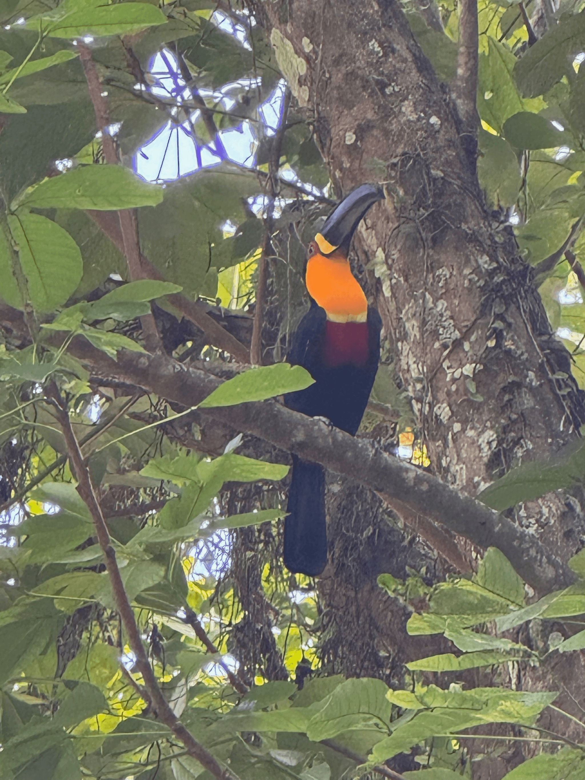 Toucan in botanical garden