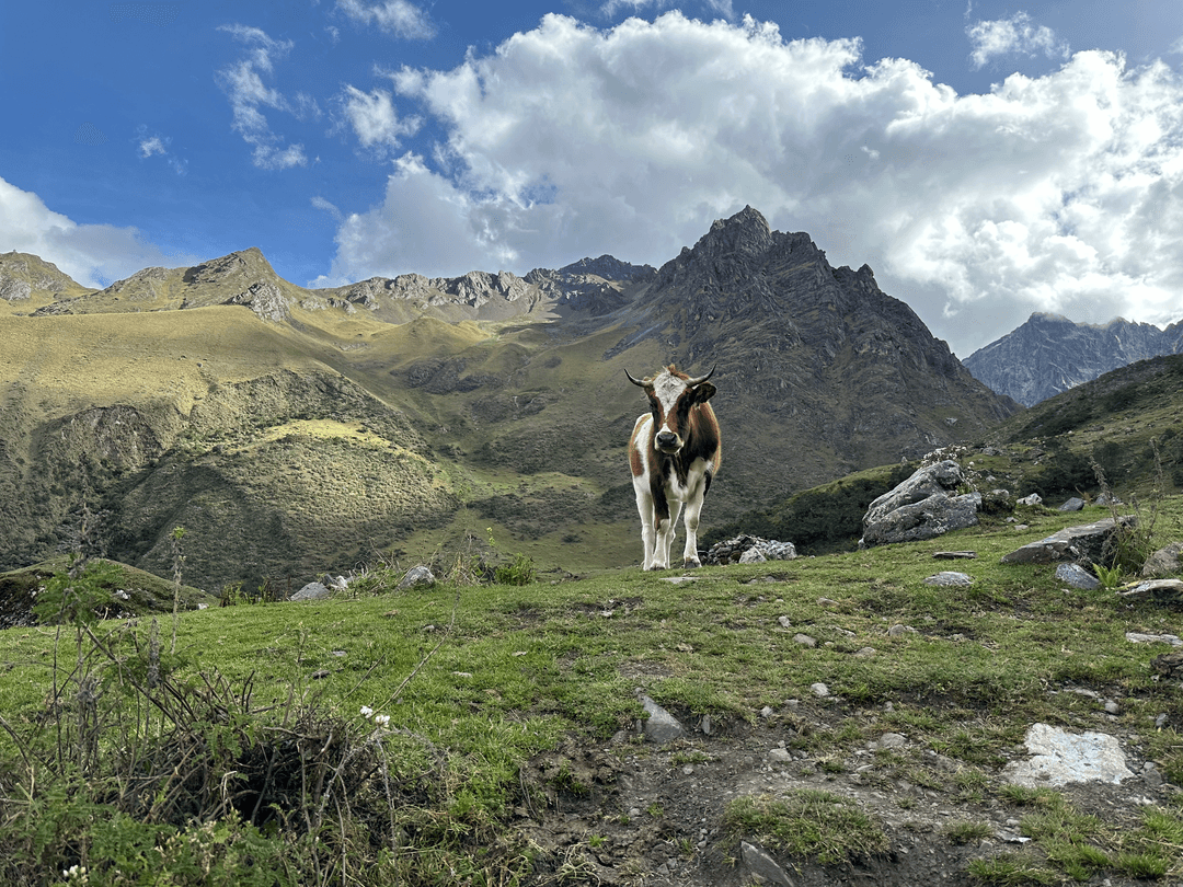 cow and mountain