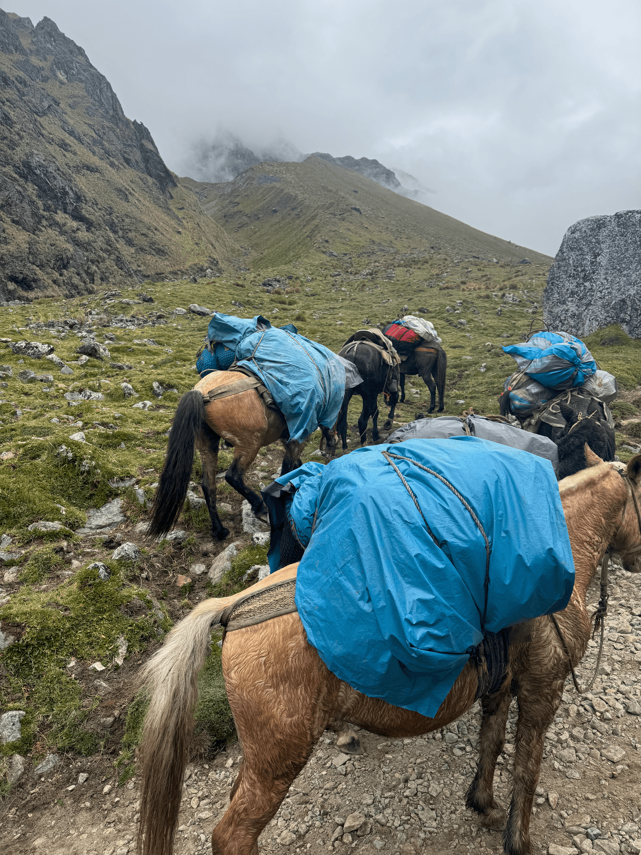 Horses carrying our stuff