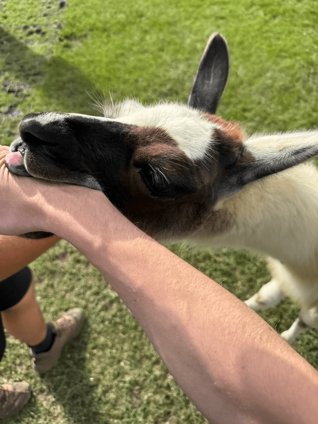 llama eating hand