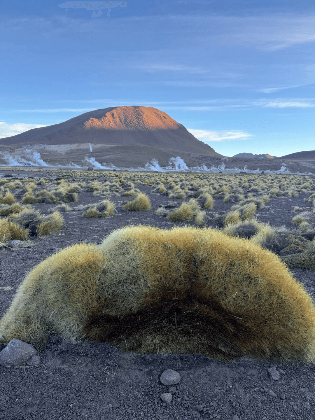 cactus tatio