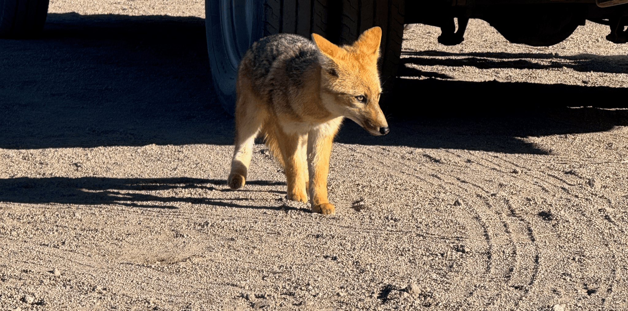 Fox