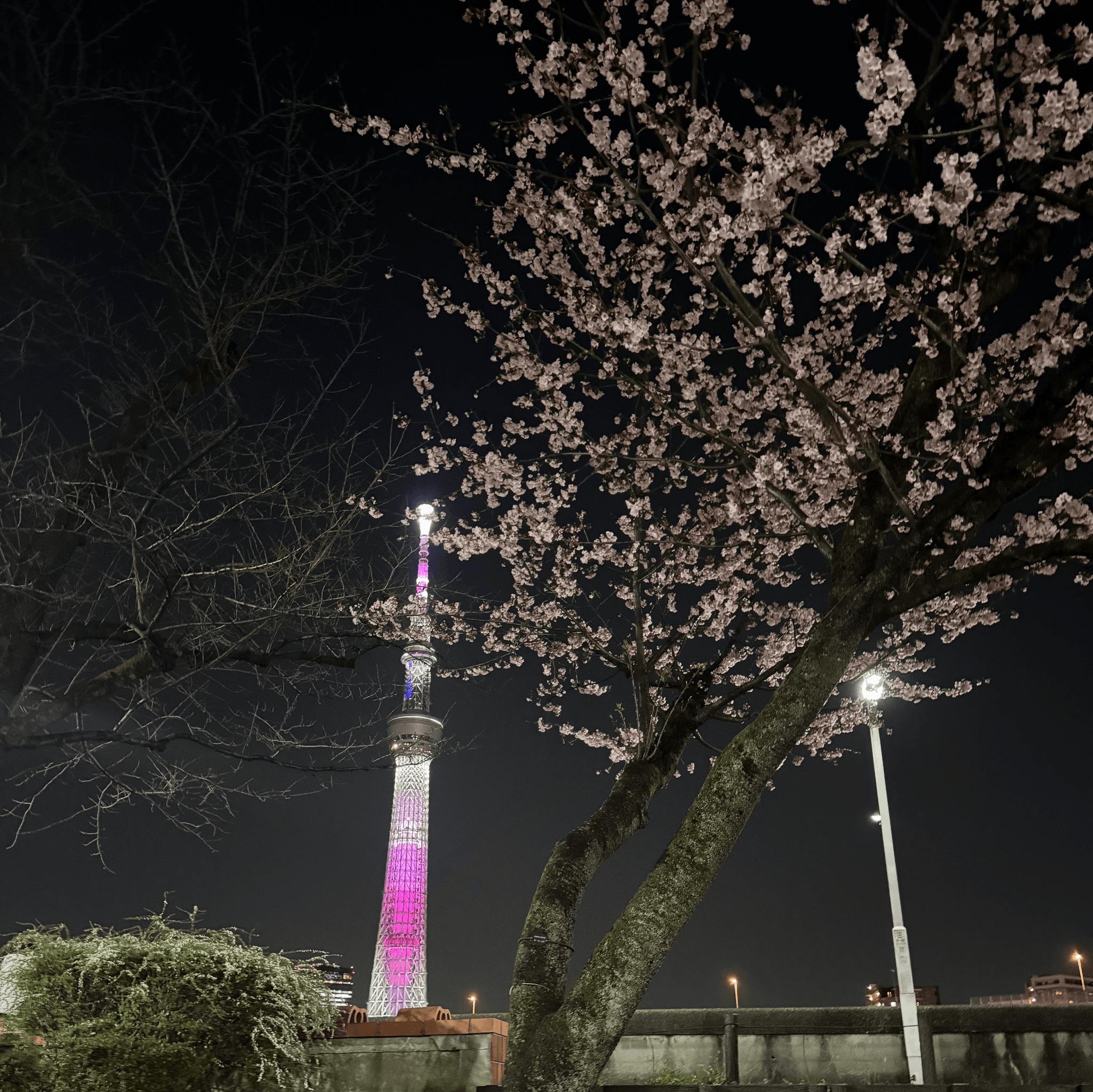 A cherry blossom and Tokyo Skytree