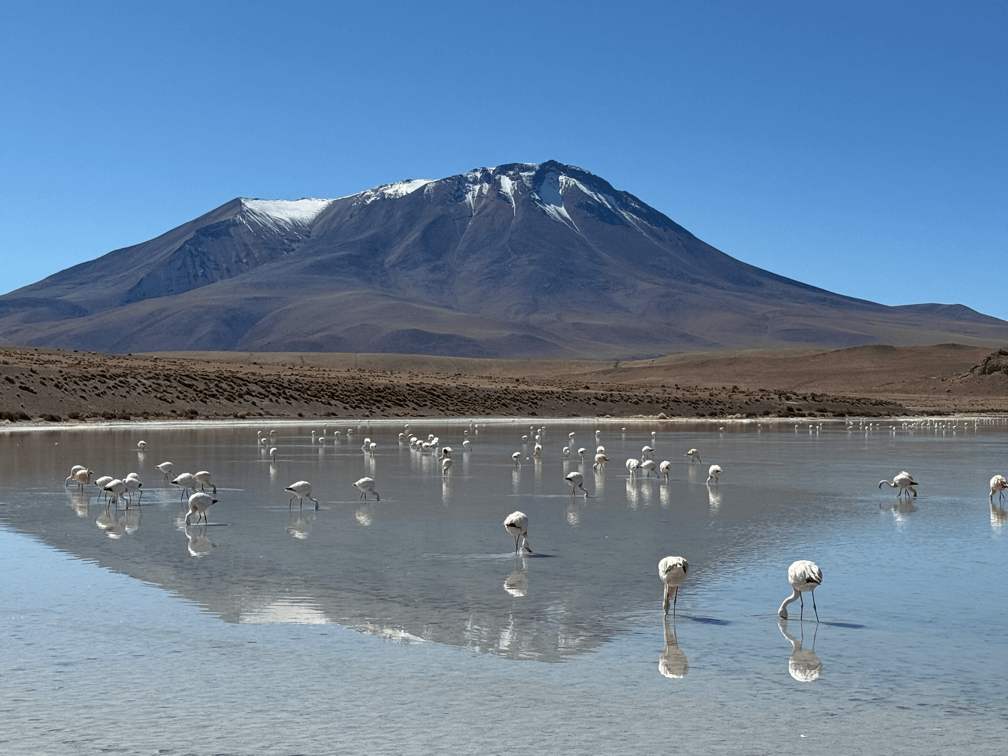 Flamingoes