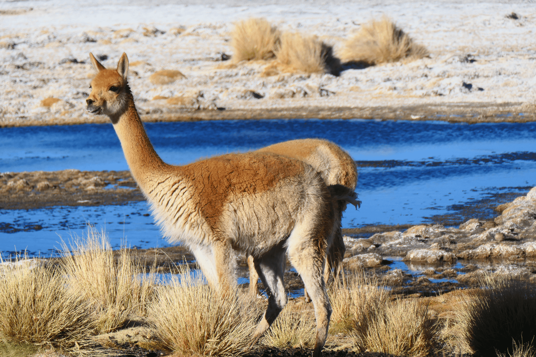 Vicuña