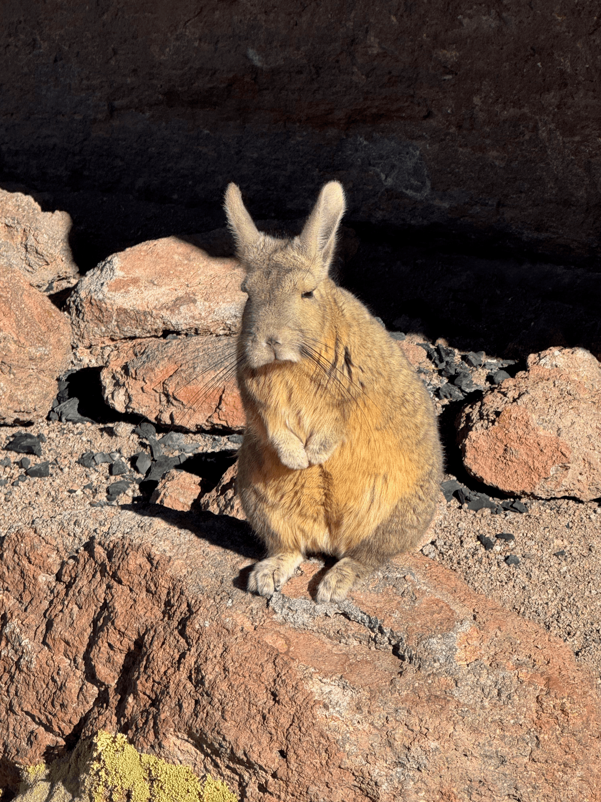 Viscacha